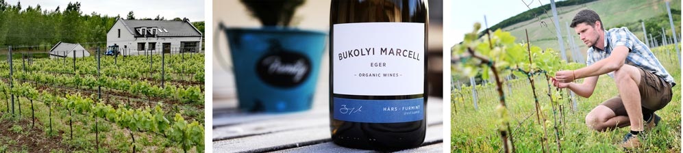 Bukolyi Marcell